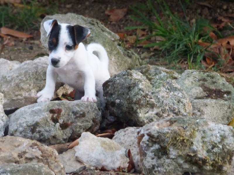 Les Jack Russell Terrier de l'affixe De La P'tite Malice