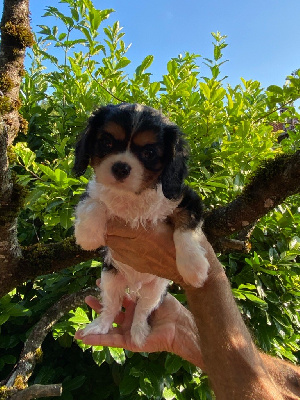 De La P'tite Malice - Cavalier King Charles Spaniel - Portée née le 01/07/2023