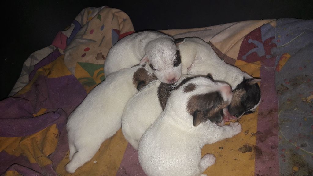 De La P'tite Malice - Jack Russell Terrier - Portée née le 15/03/2018