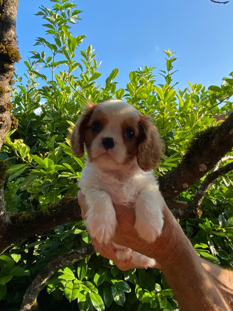 De La P'tite Malice - Chiots disponibles - Cavalier King Charles Spaniel